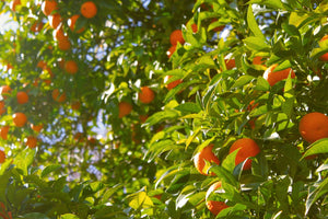 Bayyāra Orange Grove