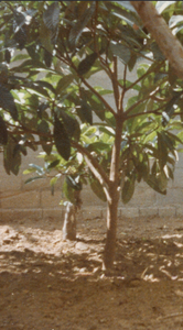 Old Photo of Courtyard in Gaza - Bayyāra