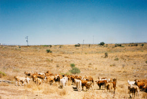 Cows in Palestine - Bayyāra