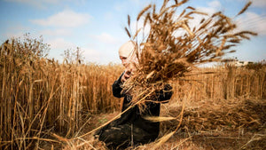 Palestinian Farmer Harvesting Wheat - Bayyāra