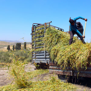 Palestinian Farmer - Bayyāra